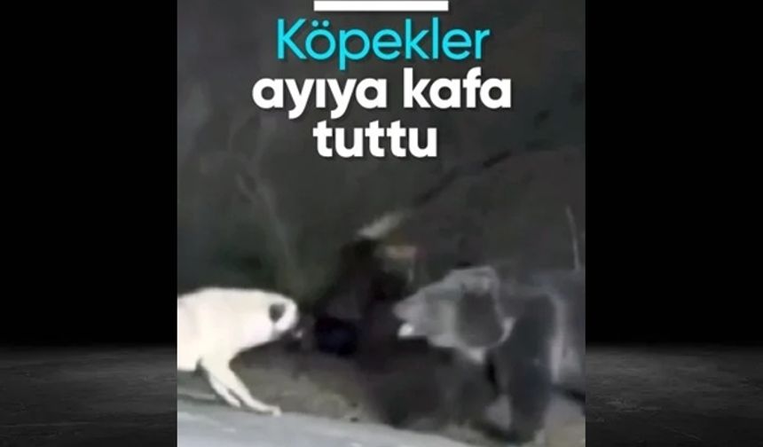 Kastamonu'da köpekler ayıya kafa tuttu..!
