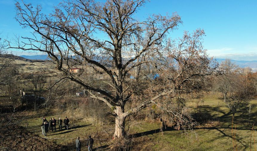 Kastamonu'daki asırlık fındık ağaçları koruma altına alındı