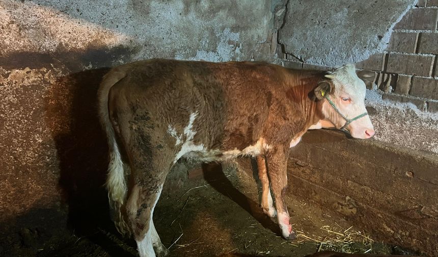 Kastamonu'da su kanalına düşen ineğin sahibi kulak küpesinden belirlendi