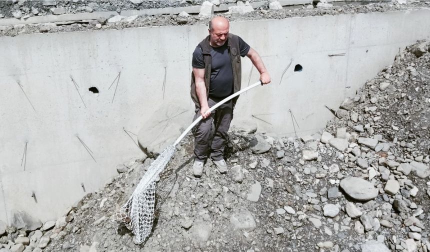 Kastamonu'da inşaat çukuruna düşen çakal kurtarıldı