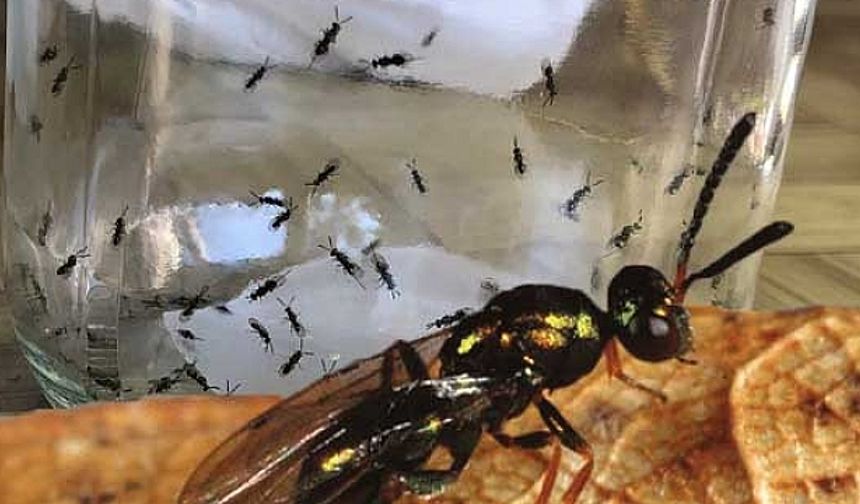 Kastamonu'da 2 bin böcek asker doğaya salındı! Görevleri öldürmek!