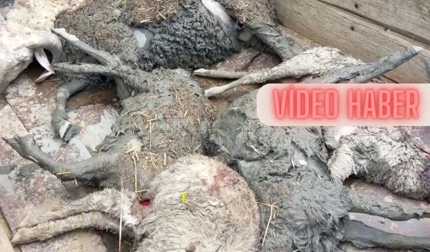 Taşköprü’de kurt köye indi 20 koyun telef oldu!