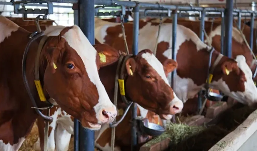 Kastamonu'da besicilere önemli duyuru!