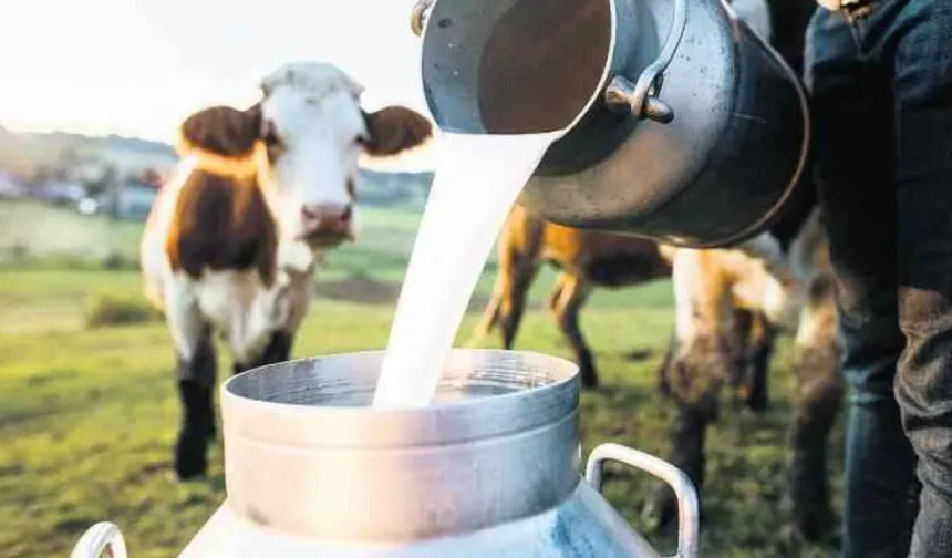 Kastamonulu besiciyi de ilgilendiriyor: Sütün litre fiyatı 21 Lira mı oluyor? (7 Temmuz 2025)