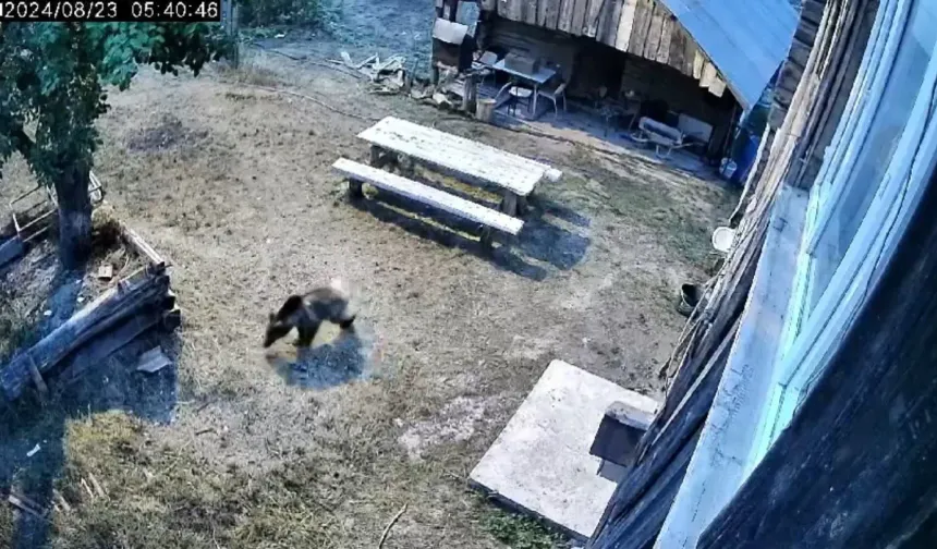 Kastamonu'da gündüz vakti bahçeye girdi! Sebzeleri talan etti!