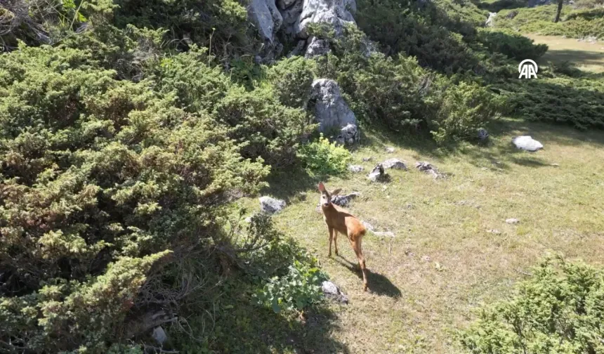 Kastamonulu Bakan o anları paylaştı: Kastamonu'da tedavisi tamamlanan karaca doğa ile buluştu!