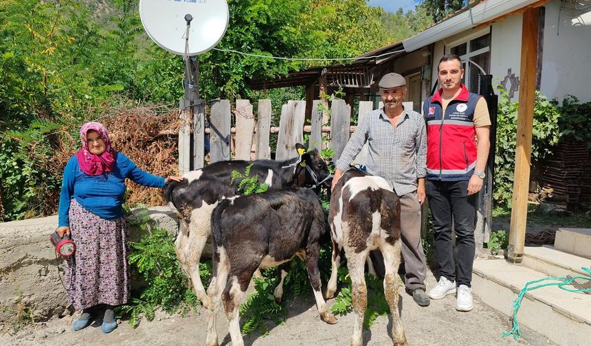 Kastamonulu bakan talimat verdi: Kastamonu'da yeniden ineklerine kavuştu