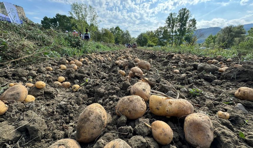 Artık Hanönü'de yetişecek: Hanönü’de ilk patates hasadı yapıldı