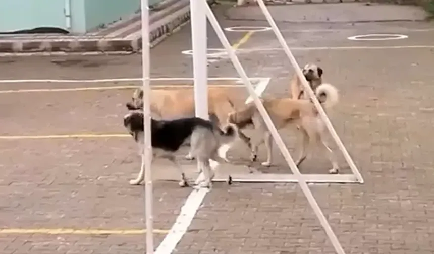 Kastamonu'da başıboş sokak köpekleri okul bahçesini istila etti!