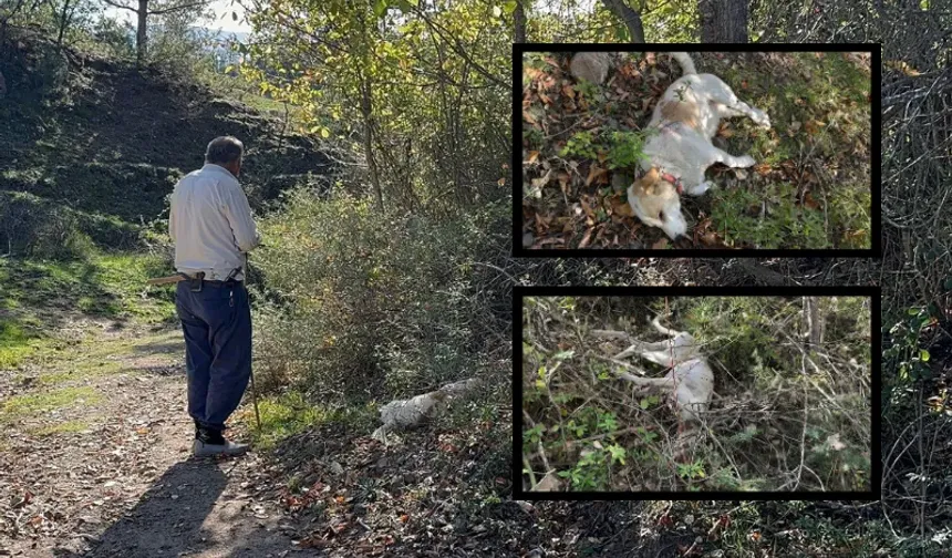 Kastamonu'da komşu kavgası: 3 köpeğini bıçakladı!