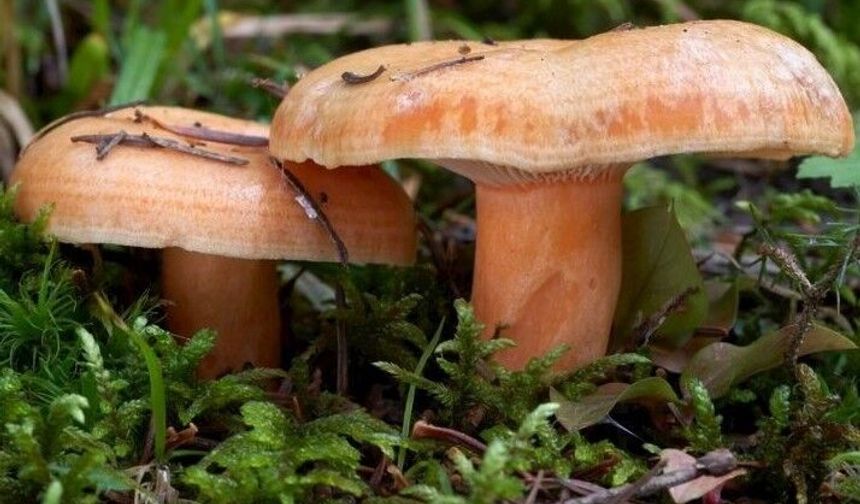 Son dakika! Kastamonu’da kanlıca mantarı sürprizi: Yeniden çıktı