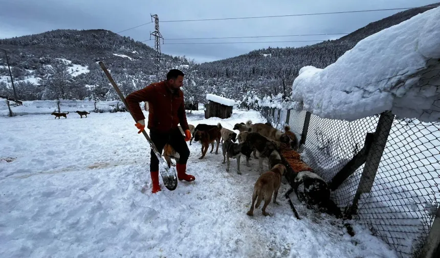 Kastamonu’da kar yağışında sokak hayvanları yalnız bırakılmadı