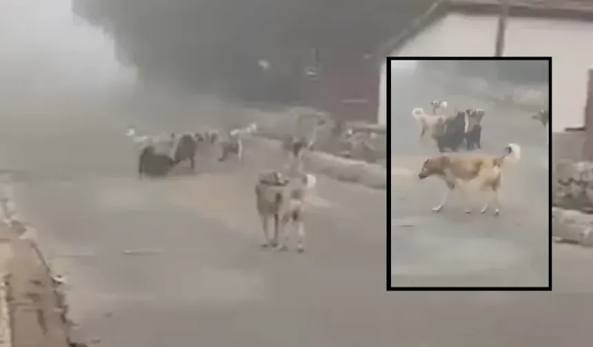 Kastamonu'da sokak köpekleri vatandaşları tedirgin ediyor!