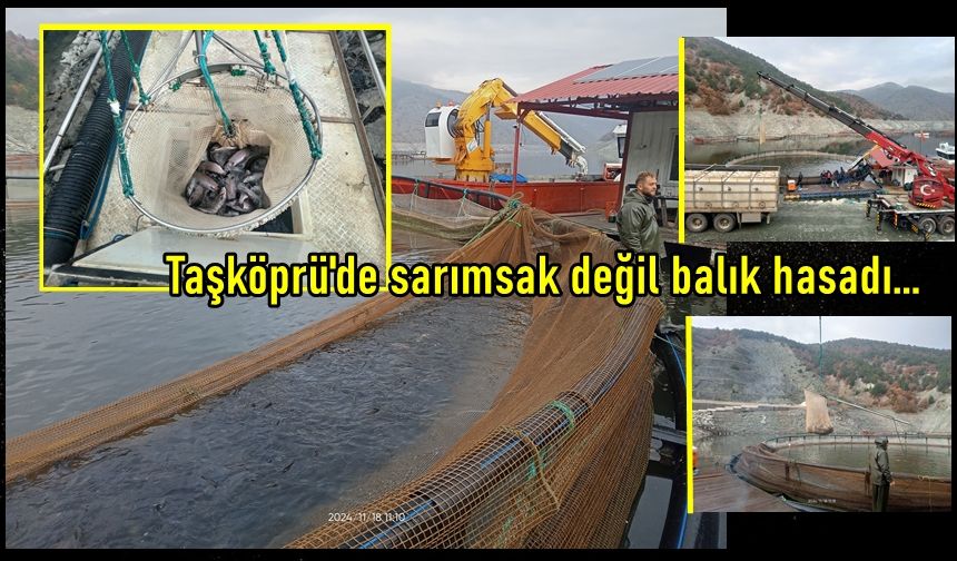 Taşköprü'de sarımsaktan sonra balık hasadı: Taşköprü'nün balığı da lezzetli! (19 Kasım 2024)