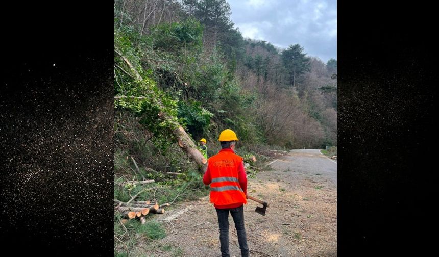 Kastamonu'da görüşü engelliyordu: Baltalı motorlu testereli müdahale!