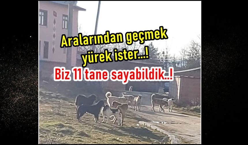 Kastamonu'nun o ilçesinde 'Köpek Çetesi': Biz 11 tane sayabildik!