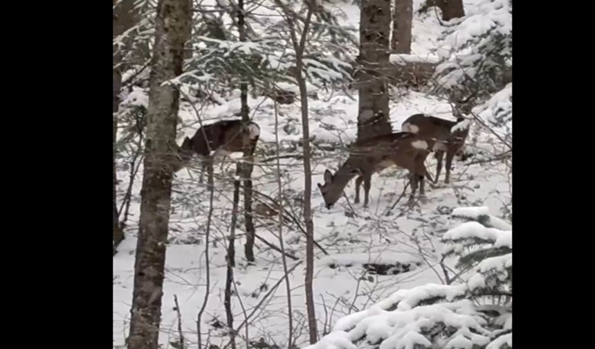 Kastamonu'da 3 sevimli karaca görüntülendi (görüntülü haber)