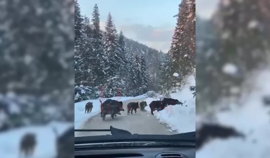 Kastamonu'da vatandaşlar kaydetti: Domuz sürüsü şaşkınlık yarattı!