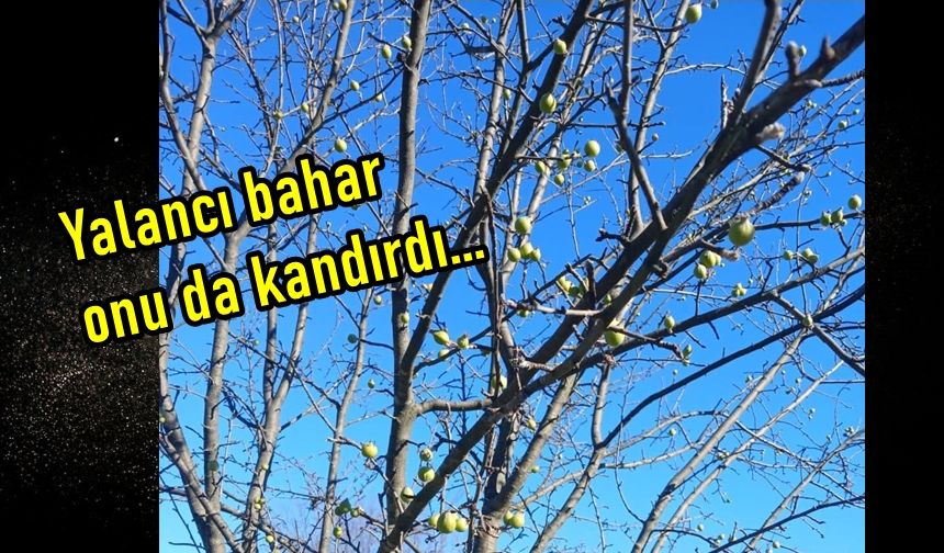 Kastamonu'da elma ağacı şaşırdı: Yalancı bahar 2'nci kez meyve verdirdi