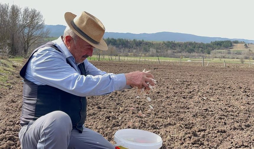 Kastamonu'da İhsangazili 77 yaşındaki çiftçi, geçimini Taşköprü sarımsağıyla sağlıyor