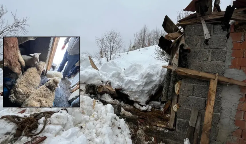 Kastamonu’da yoğun karın etkisiyle ahır çöktü!