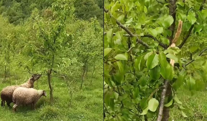 Ayı sezonu açtı: Kastamonu’da bahçeye zarar verdiler