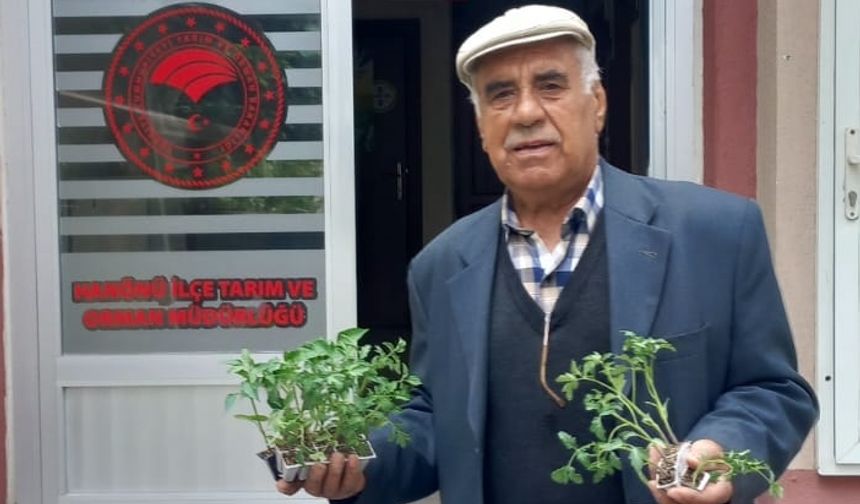Hanönü'de üreticiye destek yağdı: 25 bin adet fide dağıtıldı!