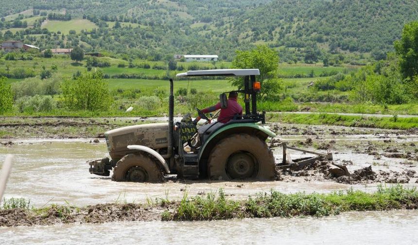 Kastamonu’da zorlu çeltik hasadının sonuna gelindi