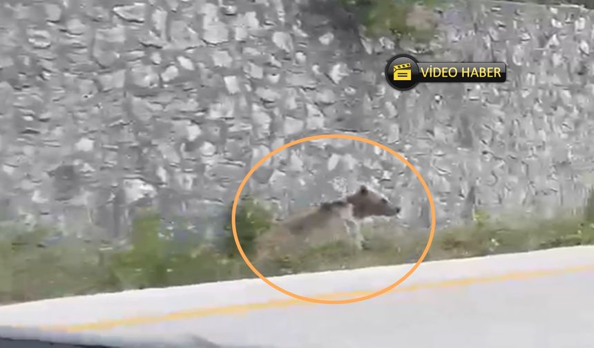 Kastamonu’da ayı görüntülendi