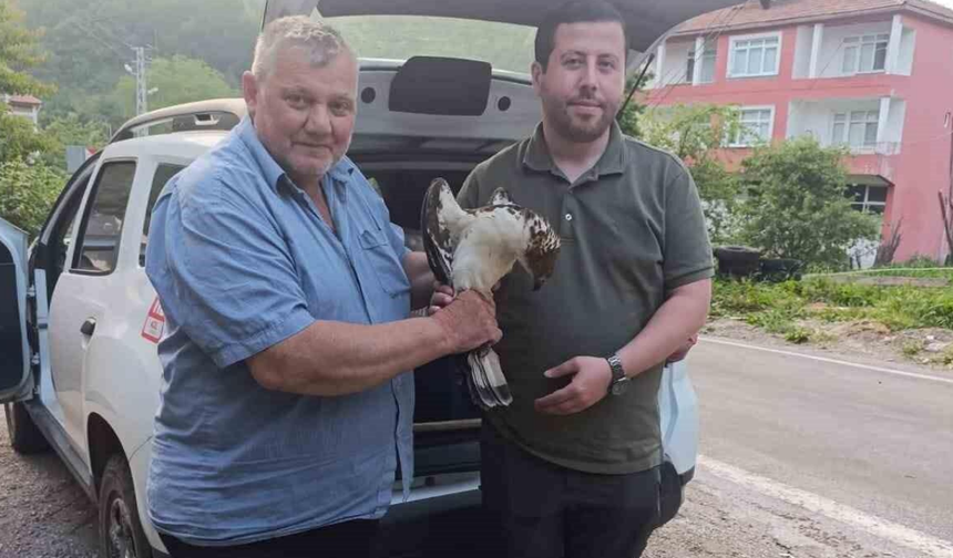 Kastamonu’da Yırtıcı Kuş Koruma Altına Alındı