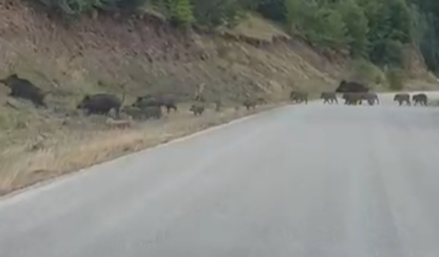 Kastamonu Yolunda Domuz Sürüsü Panik Yarattı