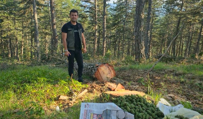 Kastamonu ormanlarında 2025 bol tohum yılı ilan edildi!