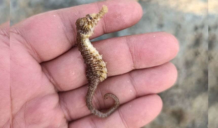 Kastamonu sahilinde denizatı görüntülendi