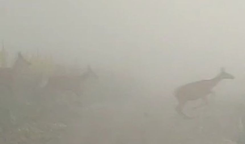 Kastamonu'da yaban hayvanları görsel şölen sundu