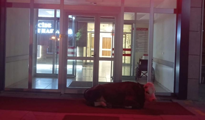 Kastamonu'nun ilçe hastanesi önünde yatan buzağı dikkat çekti
