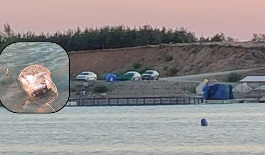 Kınık Barajı’nda somon heyecanı! Kafes patladı iddiası herkesi harekete geçirdi