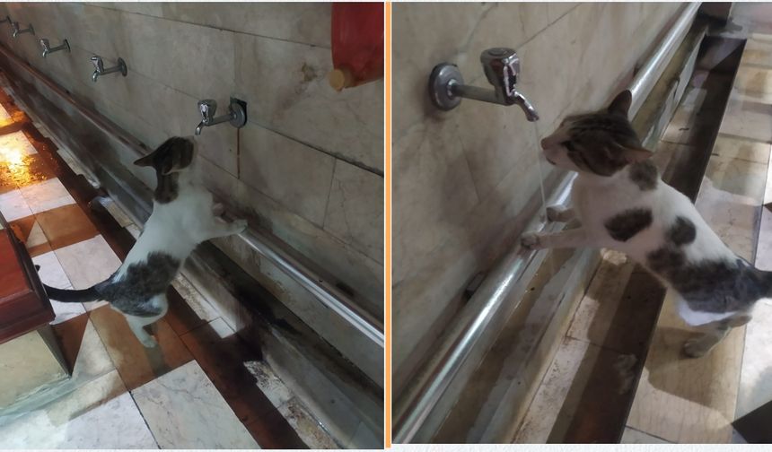 Taşköprü'de sıcaktan bunalan kedi, şadırvanda su içerken görüntülendi