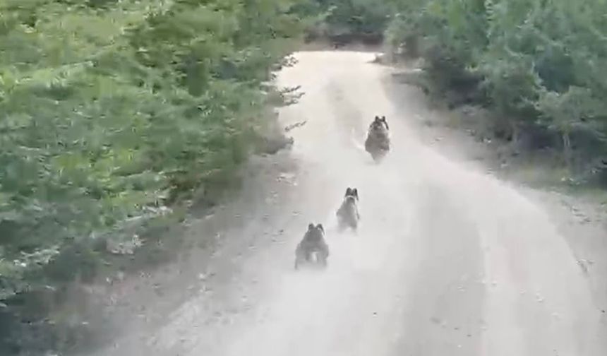 Kastamonu'da anne ayı ve yavruları anbean kaydedildi