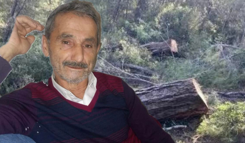 Kastamonu'da üzerine ağaç devrilen adam hayatını kaybetti