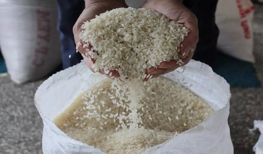 Tosya’nın coğrafi işaretli sarıkılçık pirincine rekor fiyat: 130 Liradan 400 Liraya...