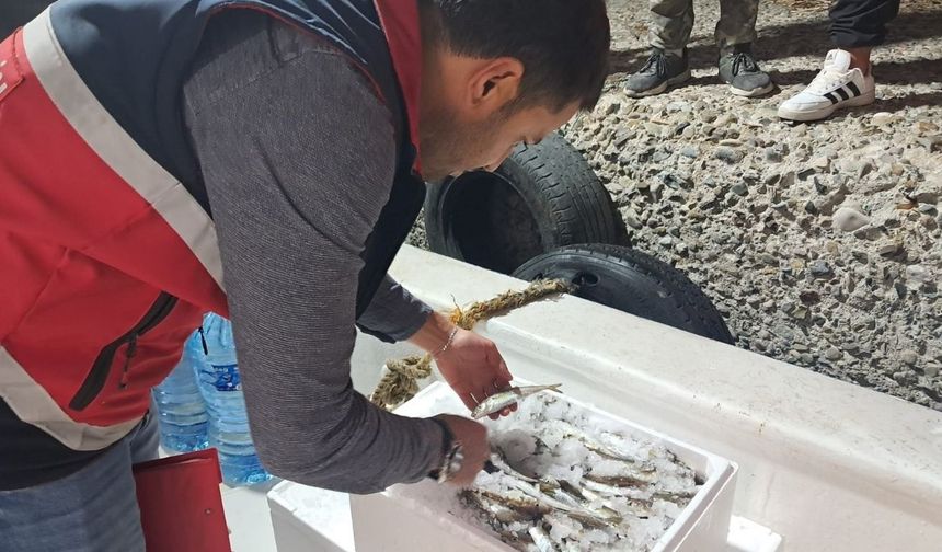 Kastamonu’da balıkçılara sıkı denetim: Mezgit avı kontrol altında