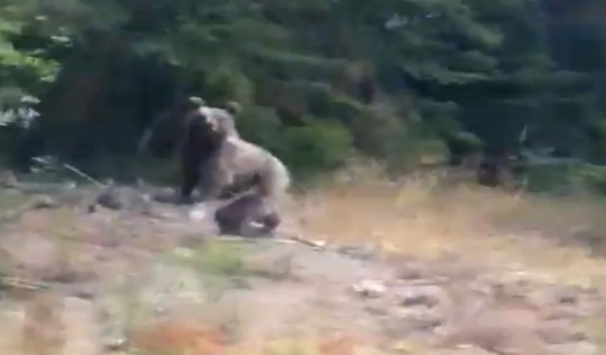 Kastamonu'da Anne Ayı ve Yavruları Görüntülendi