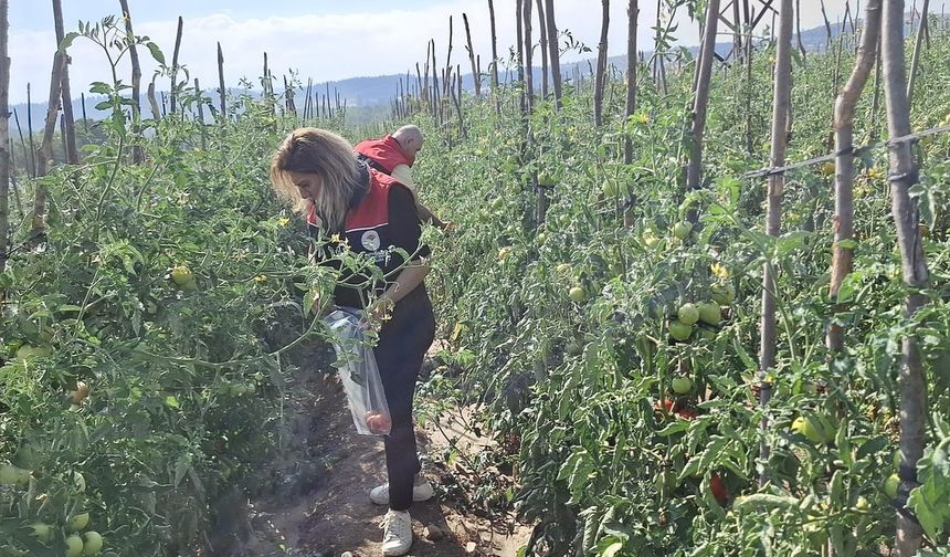 Kastamonu'da hasat öncesi denetim!