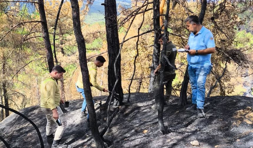 Kastamonu'da orman yangını sonrası çalışmalarına hız verdi