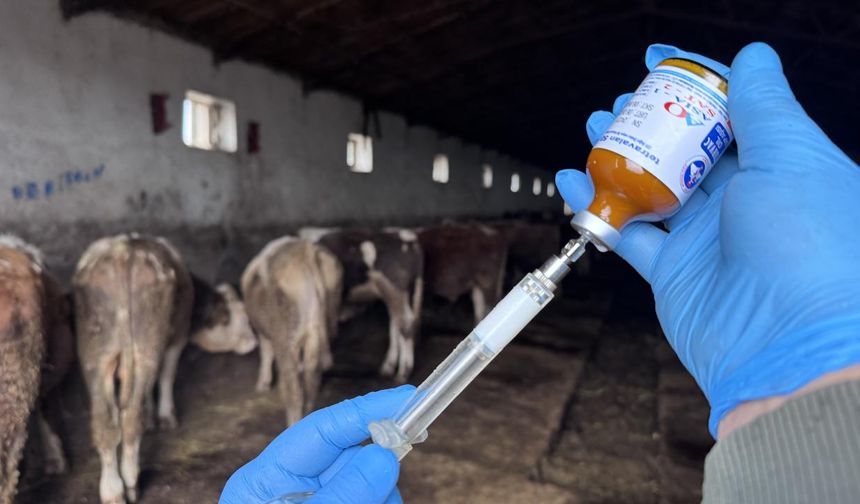 Kastamonu’da Şap Alarmı! Merkez, Taşköprü ve Devrekani’de Yasak Kararı