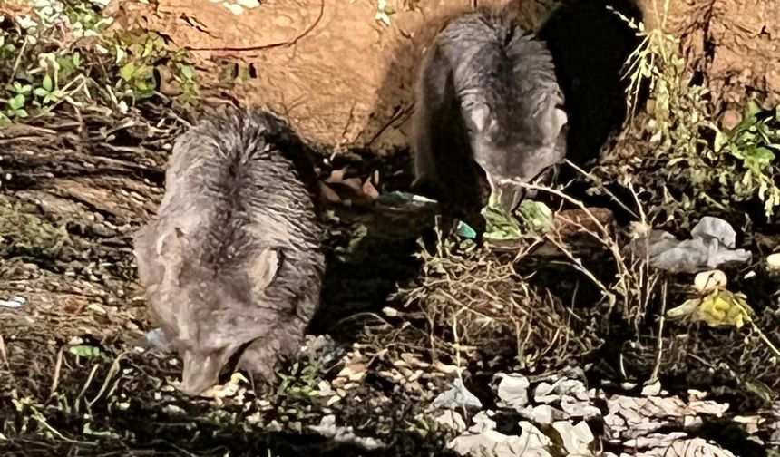 Kastamonu'nun ilçe yolunda ayılar görüntülendi