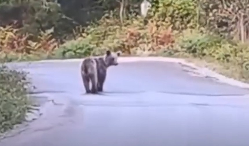 Kastamonu'nun ilçesinde ana yol üzerinde görüntülendi