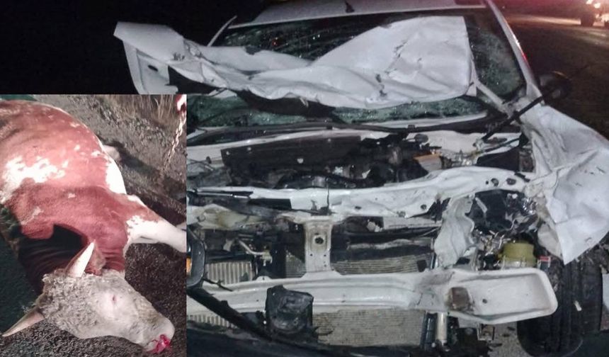 Feci Kaza: Otomobilin Çarptığı İnek Telef Oldu
