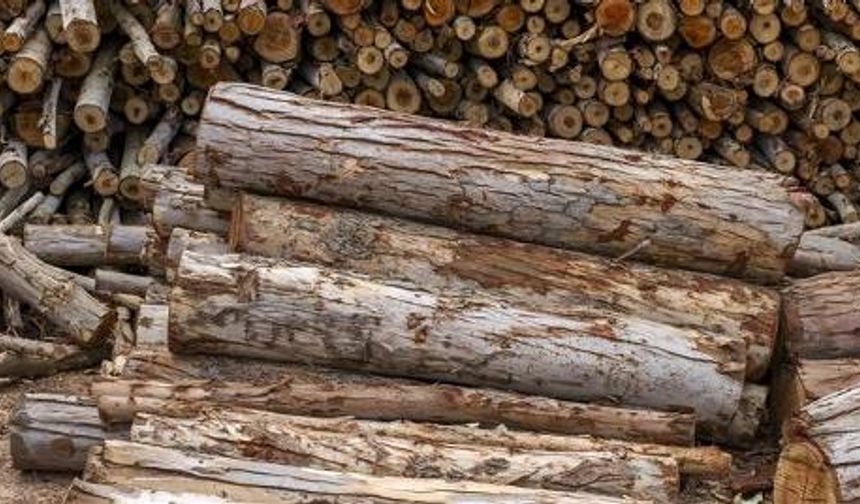 Vatandaşlar isyan etti: Kastamonu'da genç kestane ağaçları kesildi