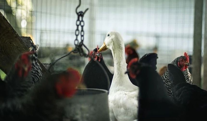 Almanya’da Kuş Gribi Krizi: 500 Binden Fazla Hayvan Telef Edildi, Vaka Sayısı Artıyor
